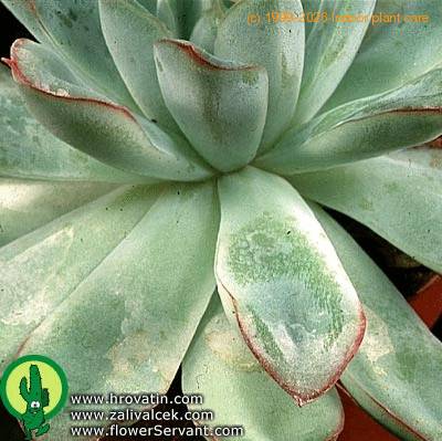 Echeveria kirchneriana leaf 1352