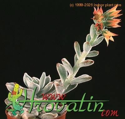 Echeveria leucotricha 1302