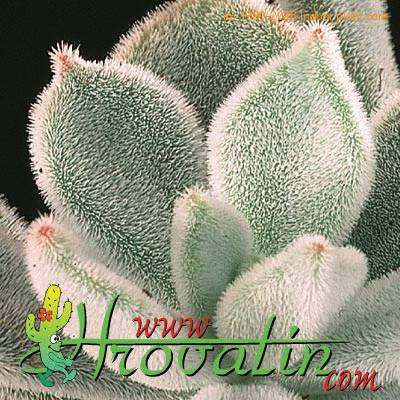 Echeveria leucotricha leaf 1305