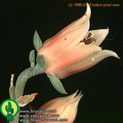 Echeveria nodulosa closeup 1338