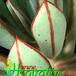 Echeveria nodulosa leaf 1149