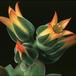 Echeveria pulvinata 1