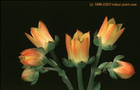 Echeveria pulvinata 3