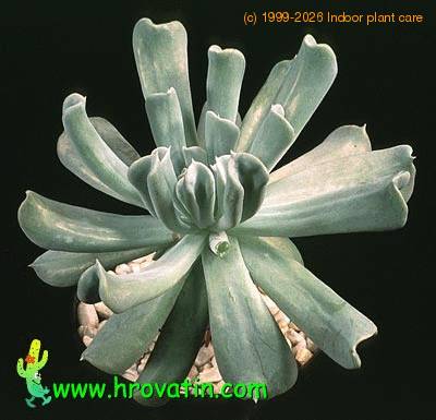 Echeveria runyonii 1313