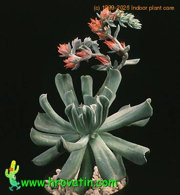 Echeveria runyonii flower 1314