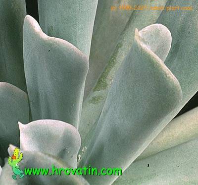 Echeveria runyonii leaf 1316