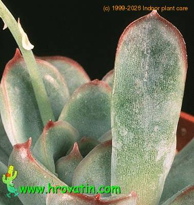 Echeveria secunda leaf 1322