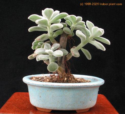 Echeveria setosa 1