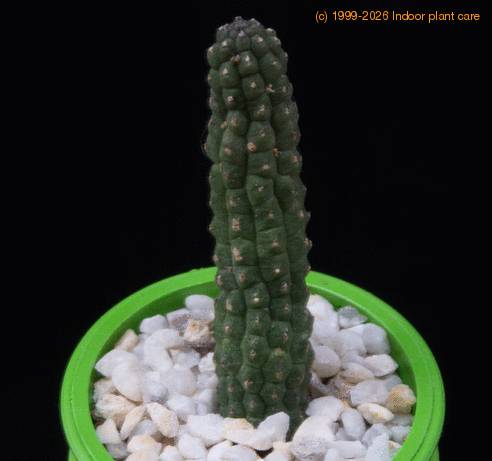 Echidnopsis cereiformis MOP