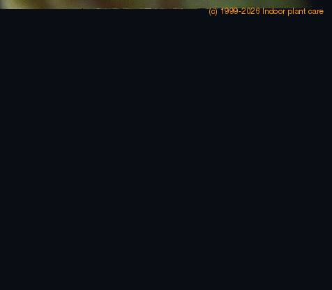 Echidnopsis cereiformis SIf