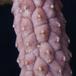 Echidnopsis cereiformis SIl