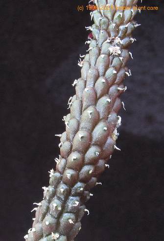 Echidnopsis repens leaf