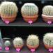 Echinocactus grusonii 2