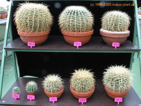 Echinocactus grusonii 2