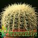 Echinocactus grusonii 476