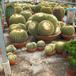 Echinocactus grusonii