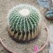 Echinocactus grusonii v albispinus