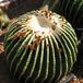 Echinocactus grusonii v. inermis