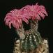 Echinocereus amoenus-681