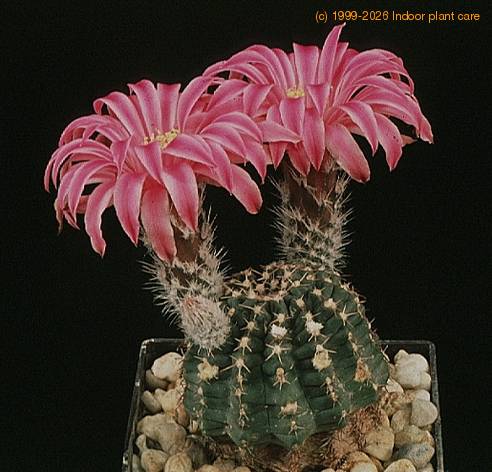 Echinocereus amoenus-681