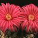 Echinocereus amoenus-682