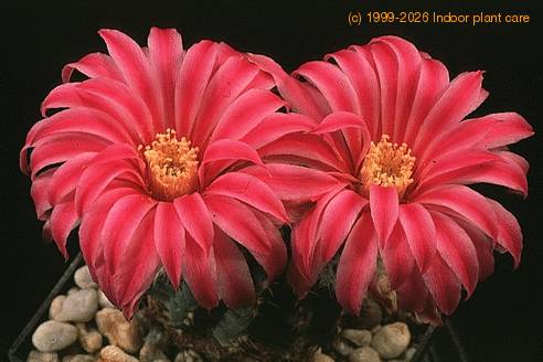 Echinocereus amoenus-682