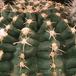 Echinocereus amoenus-683