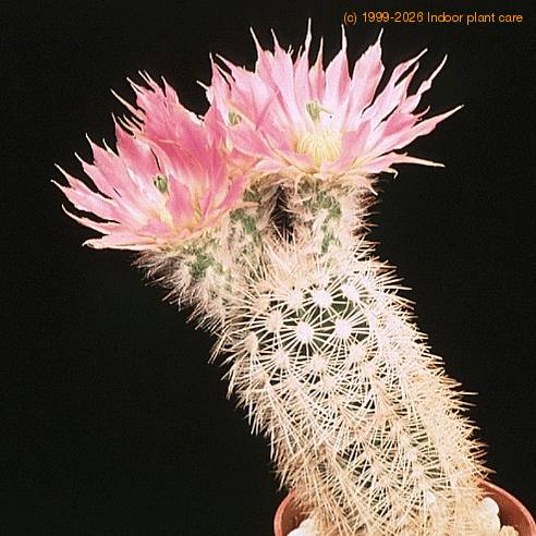 Echinocereus baylei v albispinus-771