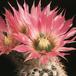 Echinocereus baylei v albispinus-772