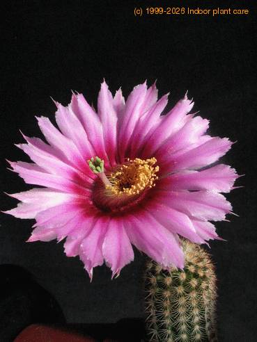 Echinocereus caespitosus 4