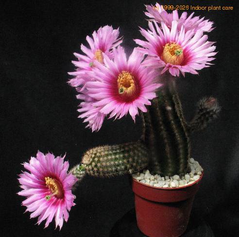 Echinocereus caespitosus 5