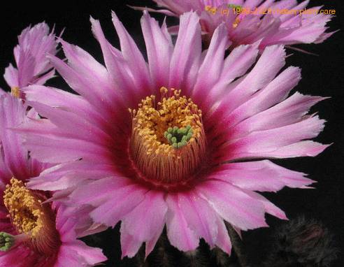 Echinocereus caespitosus 6