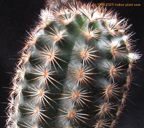 Echinocereus fitchii v. albertii 1