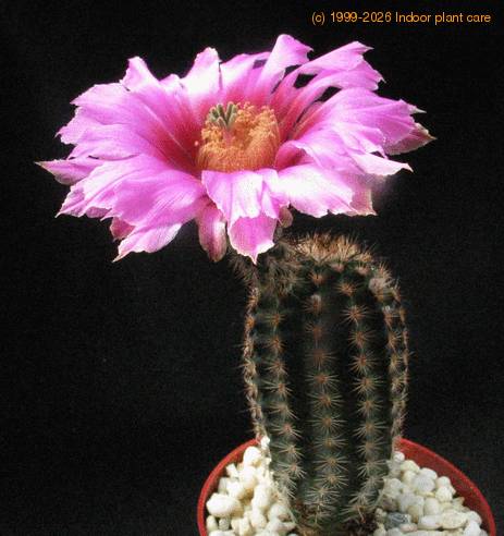 Echinocereus fitchii v. albertii 2