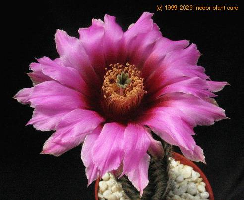 Echinocereus fitchii v. albertii 3
