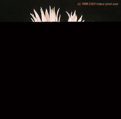 Echinocereus knippelianus-768