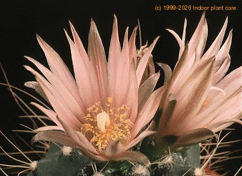 Echinocereus knippelianus-769