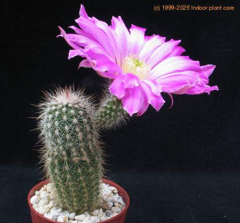 Echinocereus pectinatus v. bristolii 1