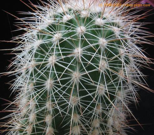 Echinocereus pectinatus v. bristolii 3