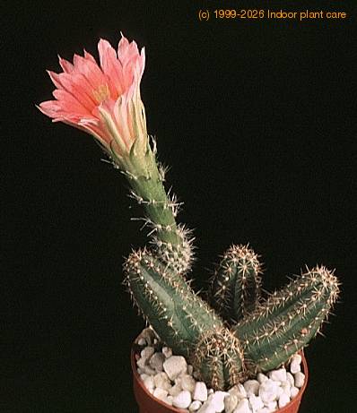 Echinocereus polyacanthus v densus-822