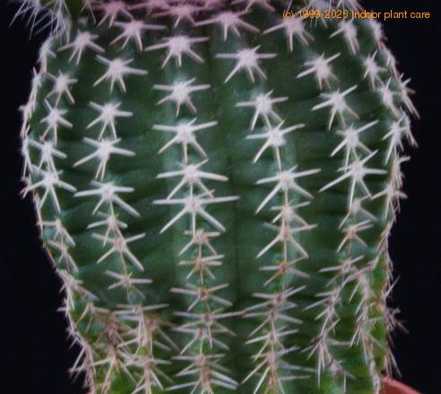 Echinocereus pulchellus SIt