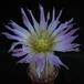 Echinocereus reichenbachii v. baileyi 1