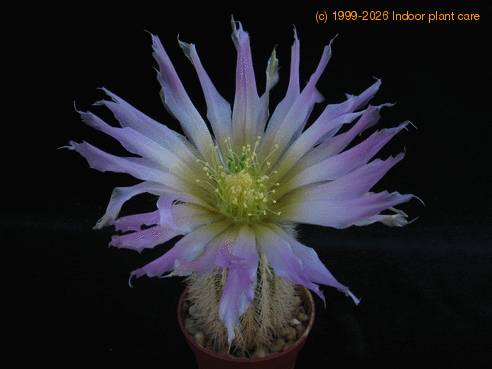 Echinocereus reichenbachii v. baileyi 1