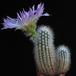 Echinocereus reichenbachii v. baileyi 2