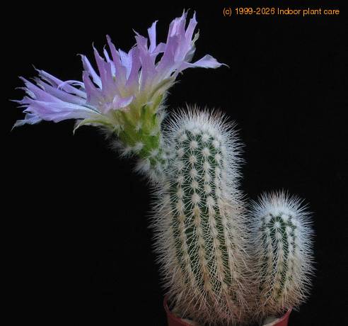 Echinocereus reichenbachii v. baileyi 2