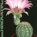 Echinocereus reichenbachii v hisoensis 162