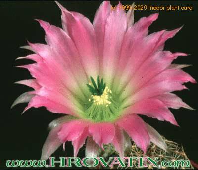 Echinocereus reichenbachii v hisoensis flower 163