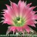 Echinocereus reichenbachii v hisoensis flower 163