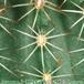 Echinocereus reichenbachii v hisoensis thorn 164