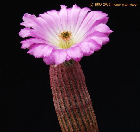 Echinocereus rigidissimus Seme